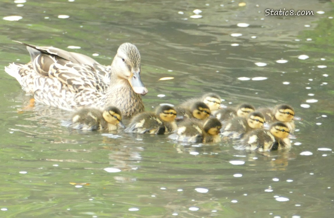 Mama Mallard with 9 babies paddling on the water