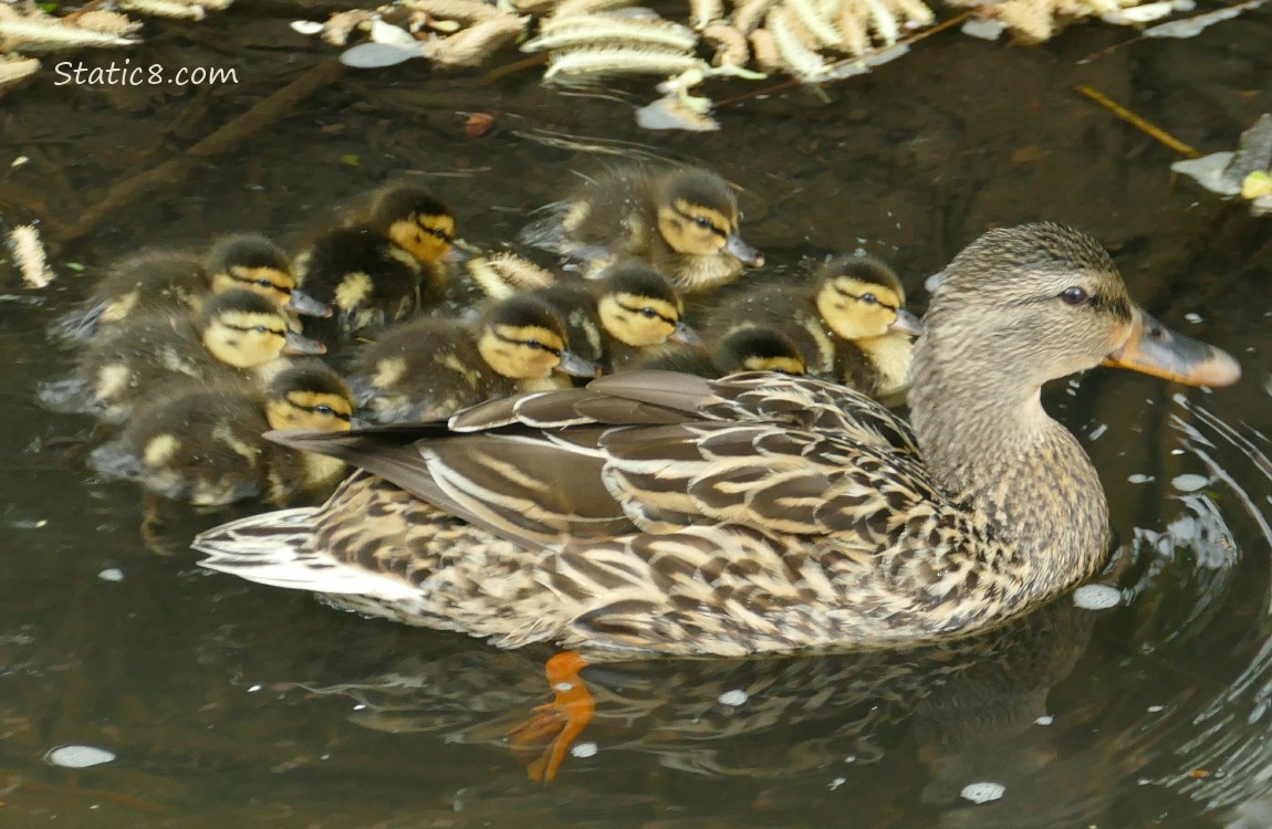 Mama Mallard with 9 ducklings paddling on the water
