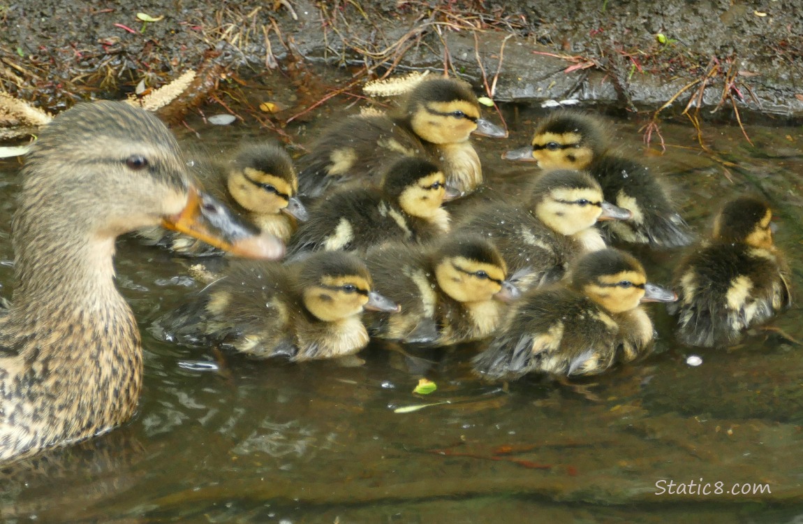 Mama Mallard with 9 ducklings paddling on the water near the bank
