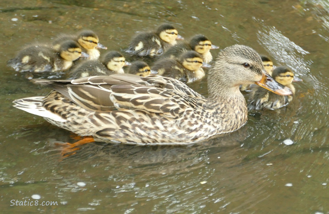 Mama Mallard with 9 babies paddling away on the water