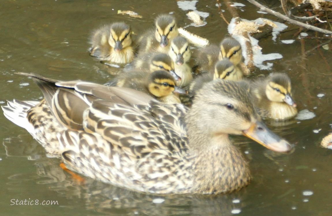 Mama Mallard with babies paddling on the water