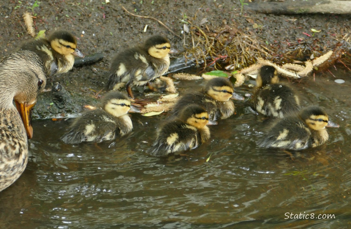 Mama Mallard with ducklings paddling in the water near the bank