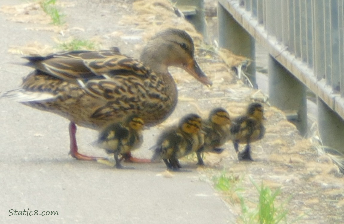 Mama Mallard with five ducklings on the path