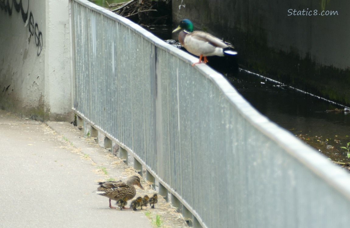 Mama Mallard with several ducklings on the path, with a male Mallard standing on the railing above them
