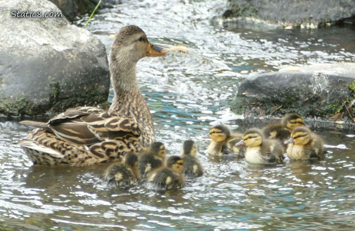 Mama Mallard and 8 ducklings paddling in the water past rocks