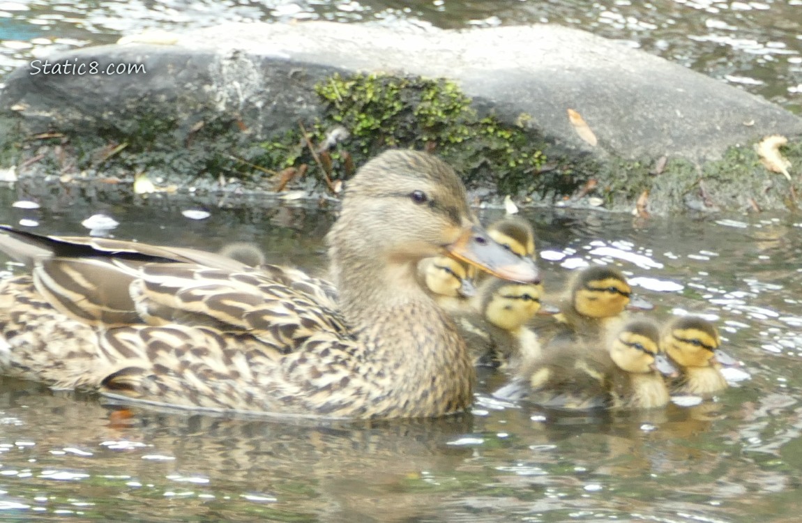 Mama Mallard and 8 ducklings paddling in the water past rocks