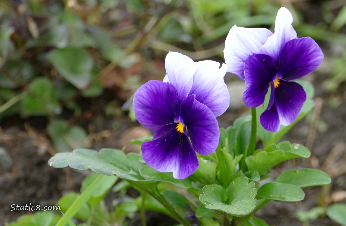 Purple and white bicolour Pansy blooms