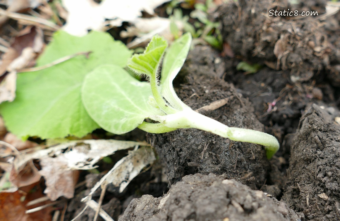 Wilted squash plant