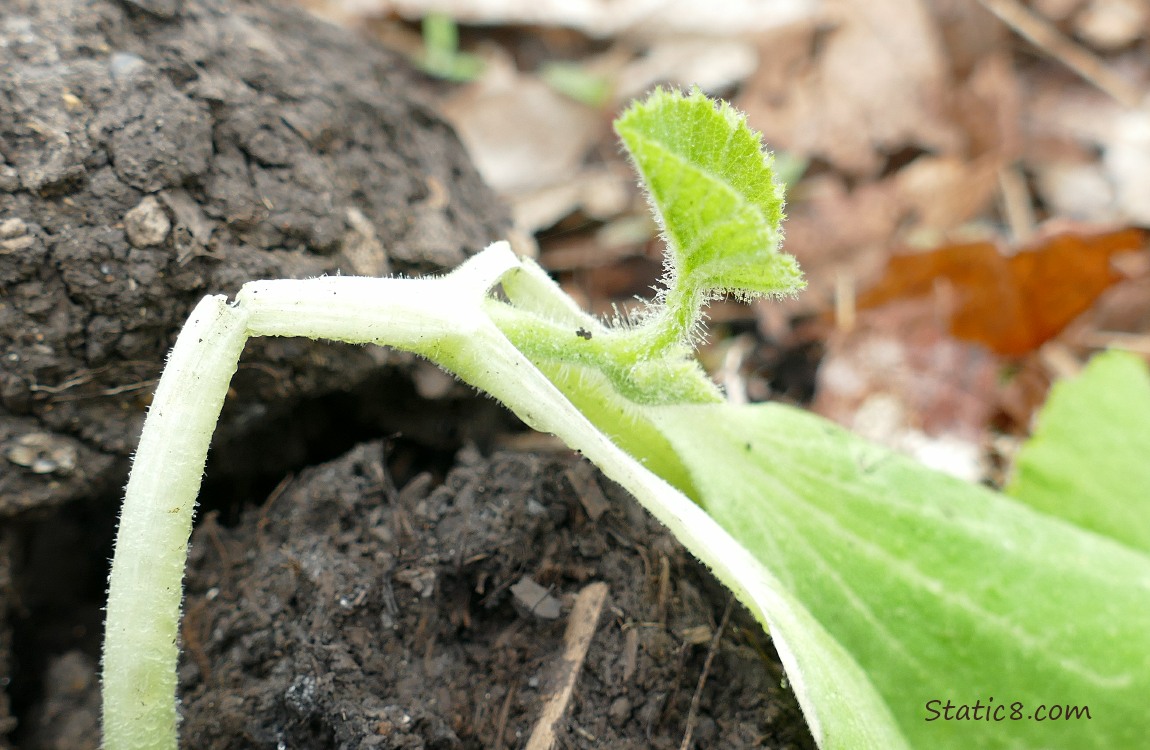 Wilted squash plant