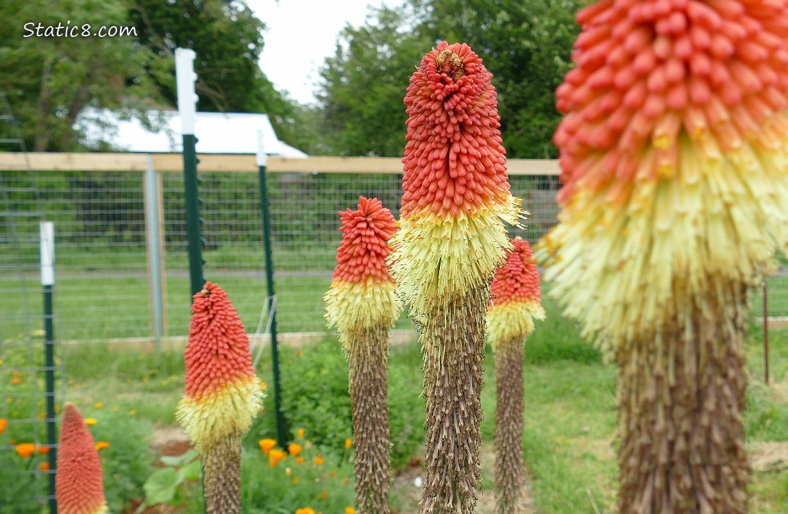 Red Hot Poker blooms in front of a wire fence
