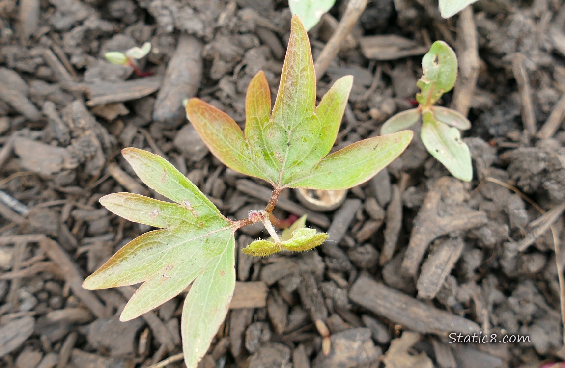 seedling with interesting leaves