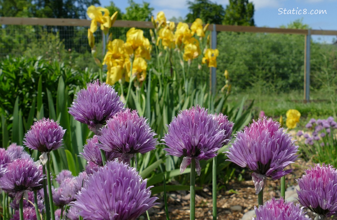 Purple Chive blooms in front of yellow irises