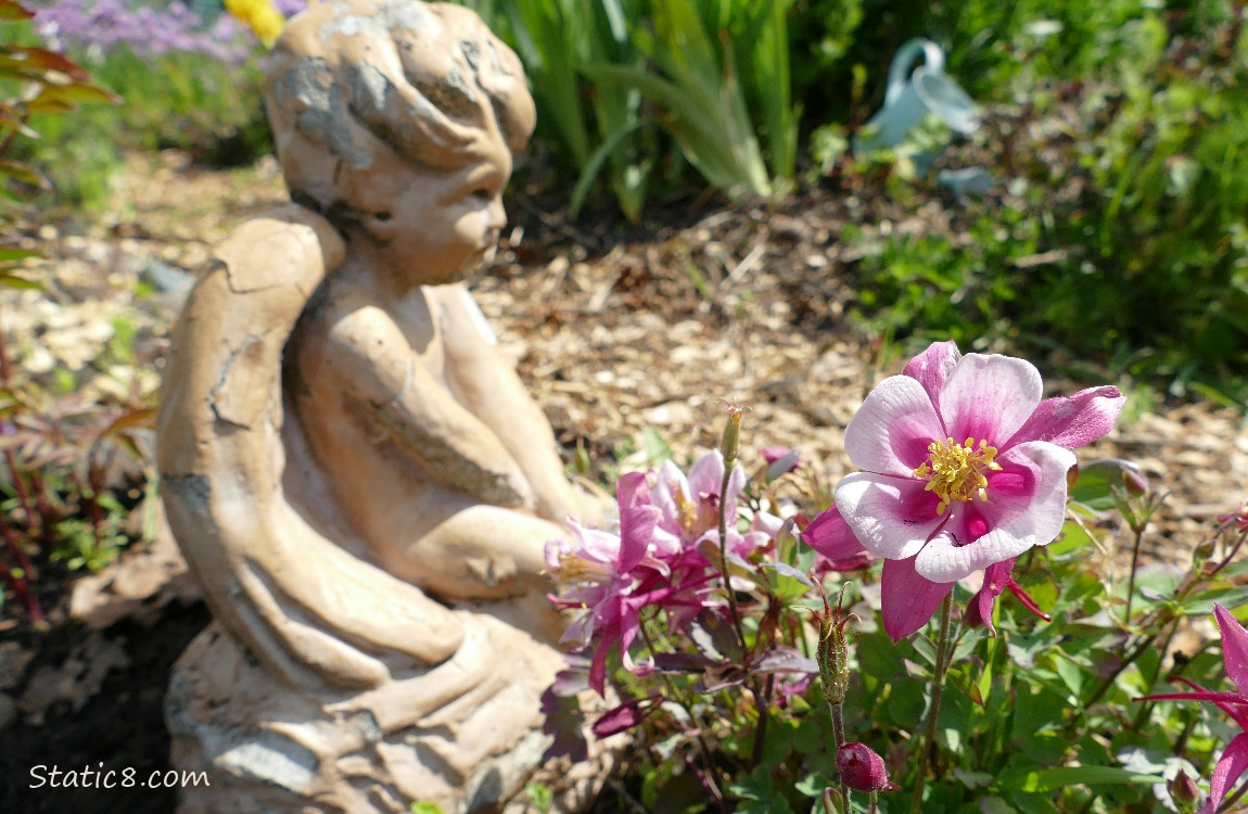 Columbine bloom next to an angel statue