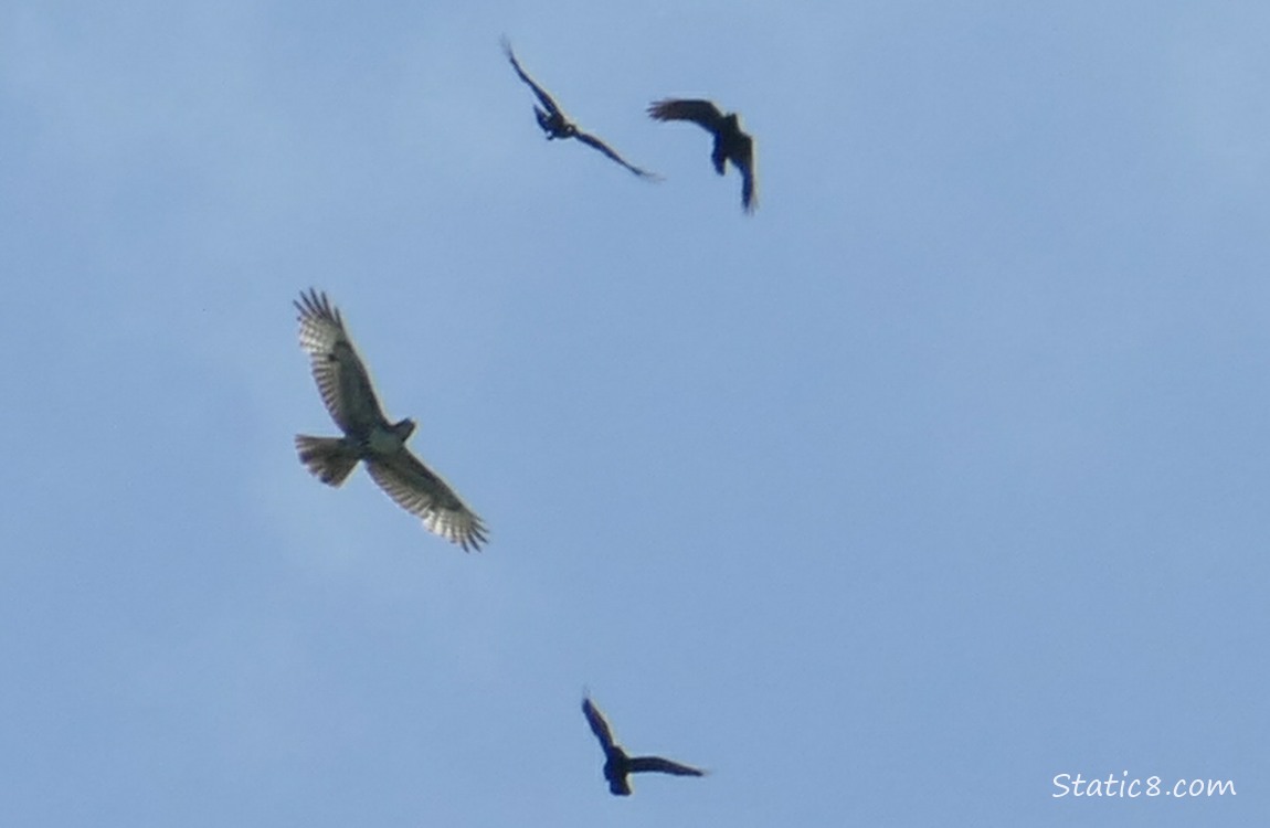 Crows mobbing a hawk with blue sky behind