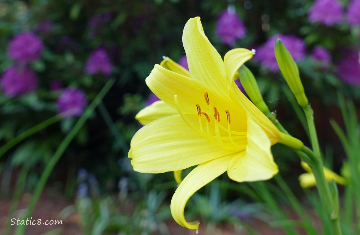 Yellow Day Lily bloom with purple rhododendron blooms in the background