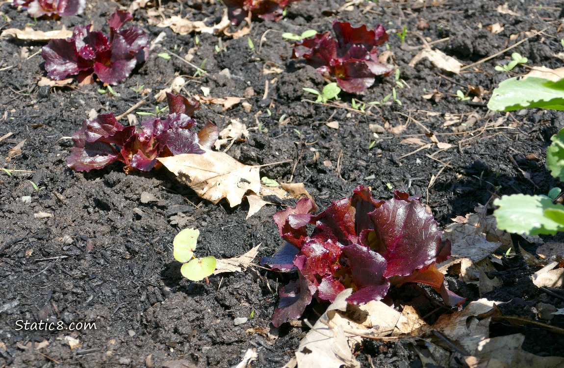 Purple Lettuces growing in the dirt