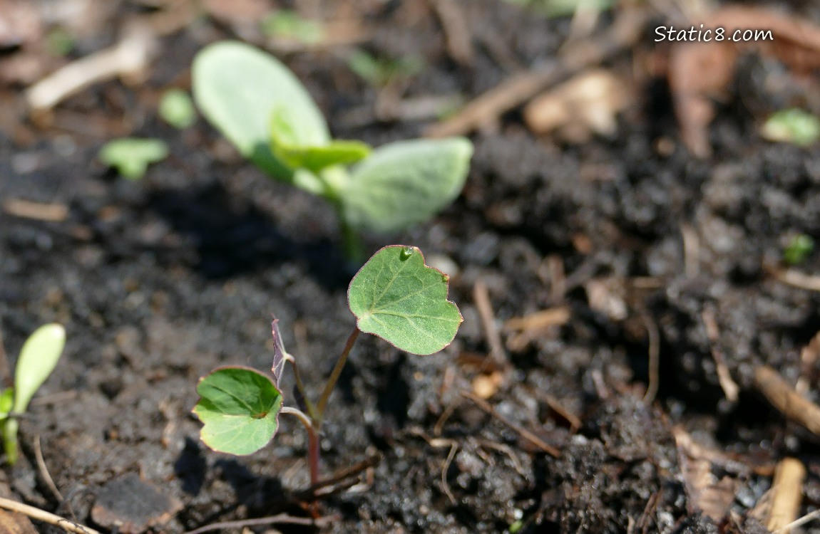 Nasturtium seedling growing in the dirt