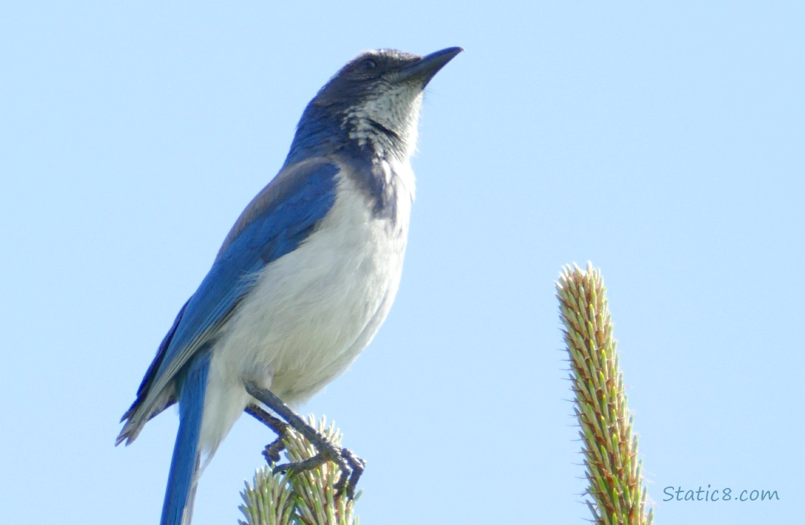 Scrub Jay standing at the top of a pine tree, looking up