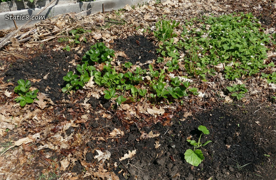 Garden plot with Strawberry plants