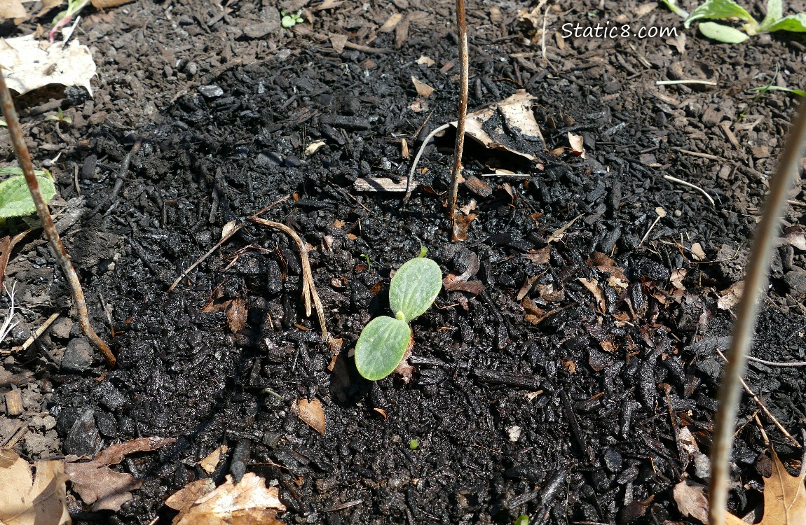 Squash seedling growing in the dirt