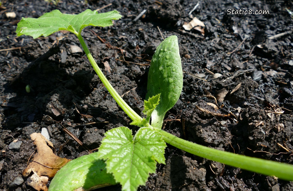 small squash plant growing in the dirt