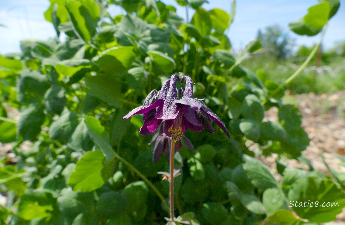 Purple Columbine bloom in front of clover leaves