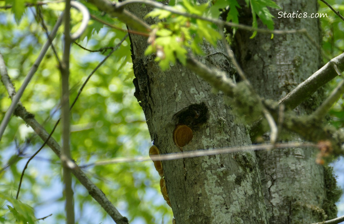 Woodpecker nest hole in a tree trunk