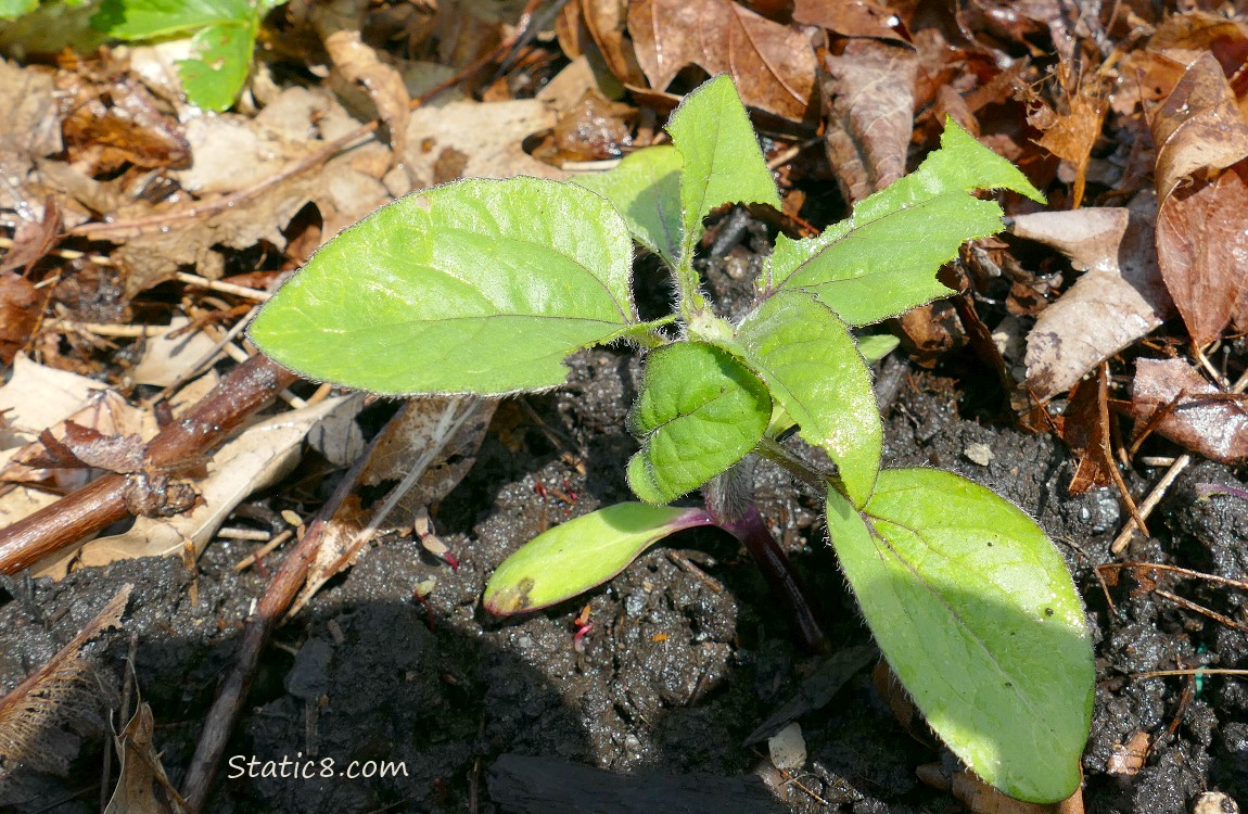 Sunflower seedling munched by slugs
