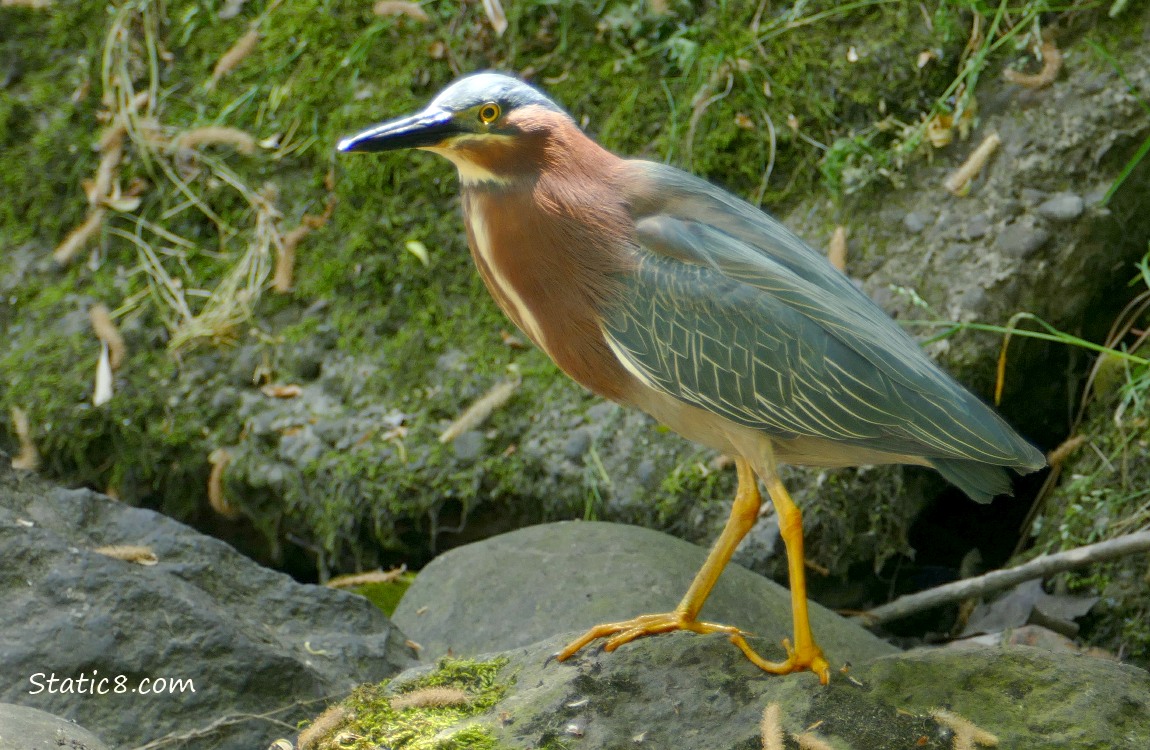 Green Heron standing on a rock with mossy rocks behind him