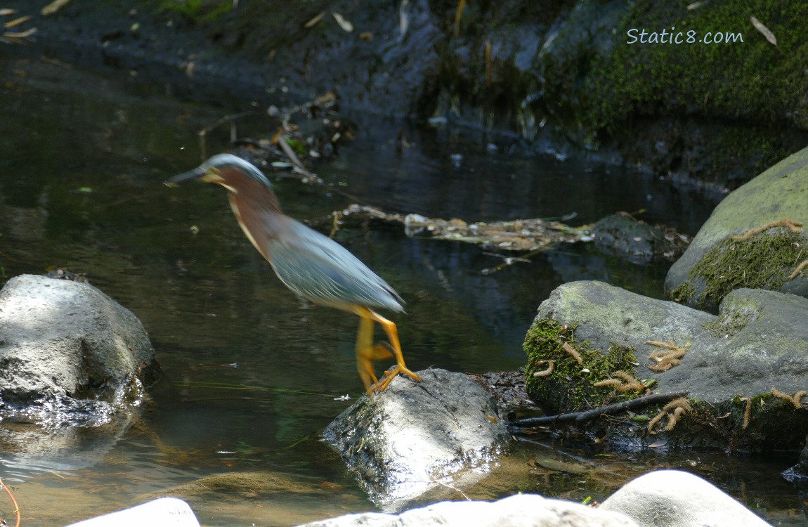 Green Heron hopping from rock to rock in the creek