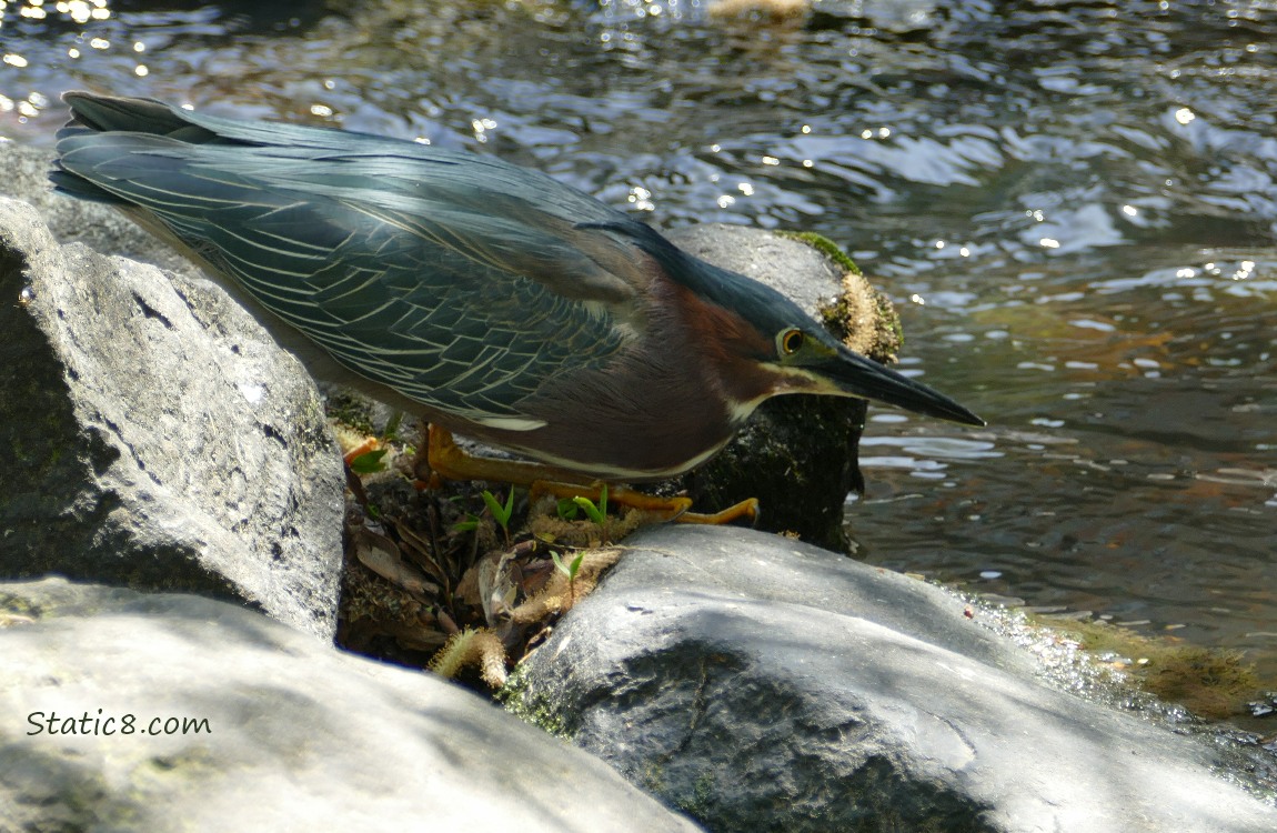 Green Heron crouched in a hunt