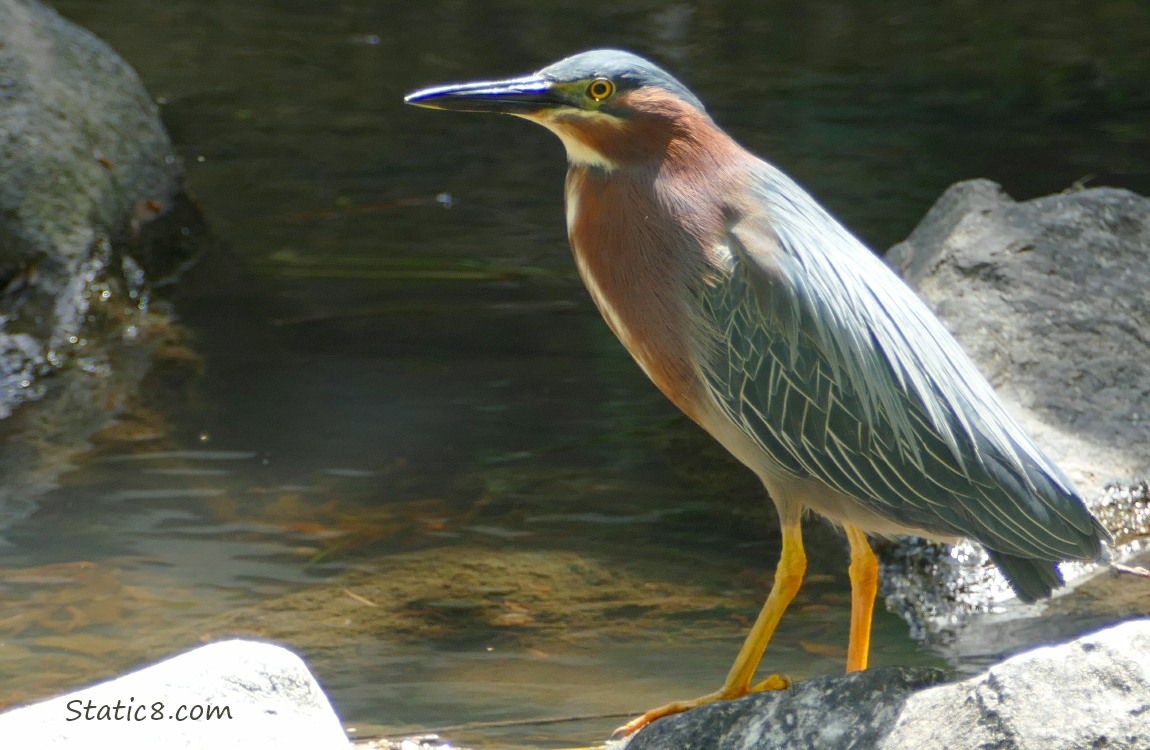 Green Heron standing on a rock in the water