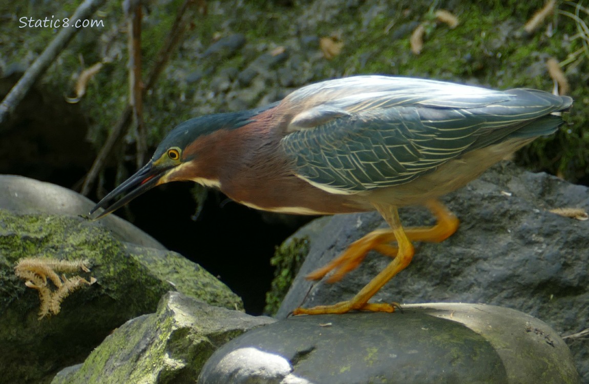 Green Heron looking down in a hunt