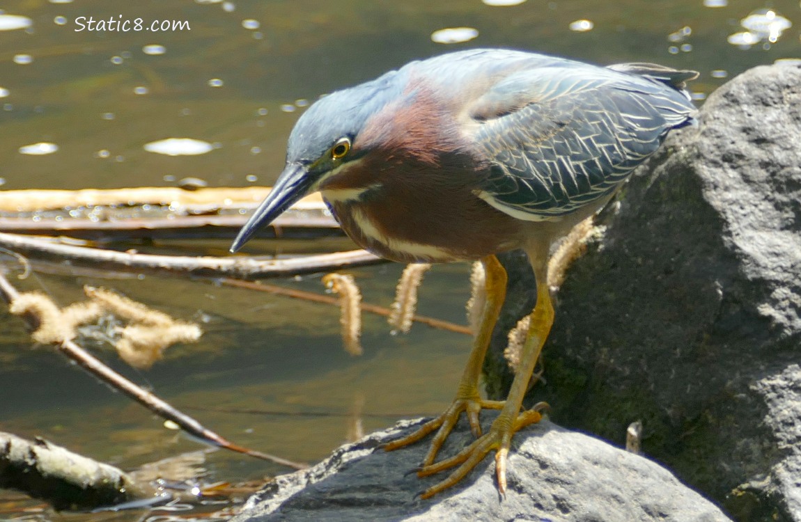 Green Heron standing on a rock in the creek