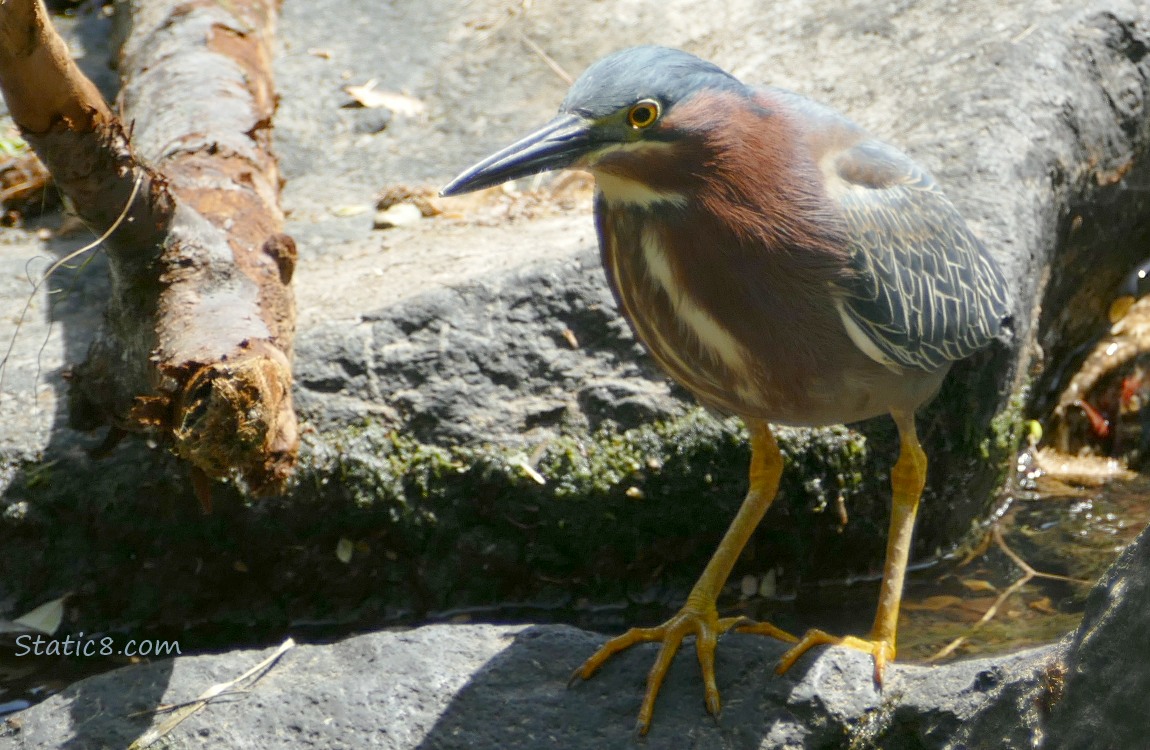 Green Heron standing on a rock in the creek