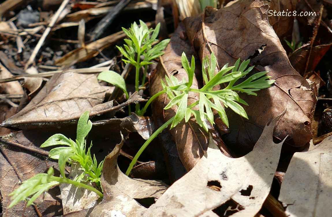 Love Mist seedlings, maybe