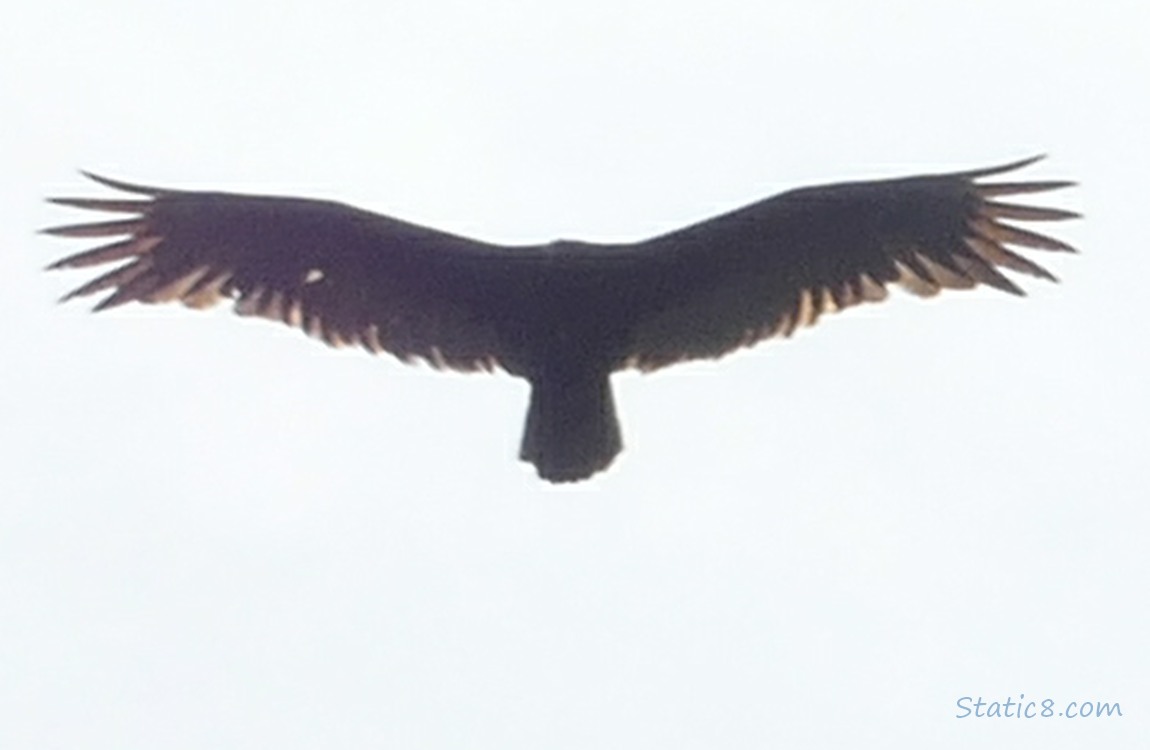 Turkey Vulture flying overhead