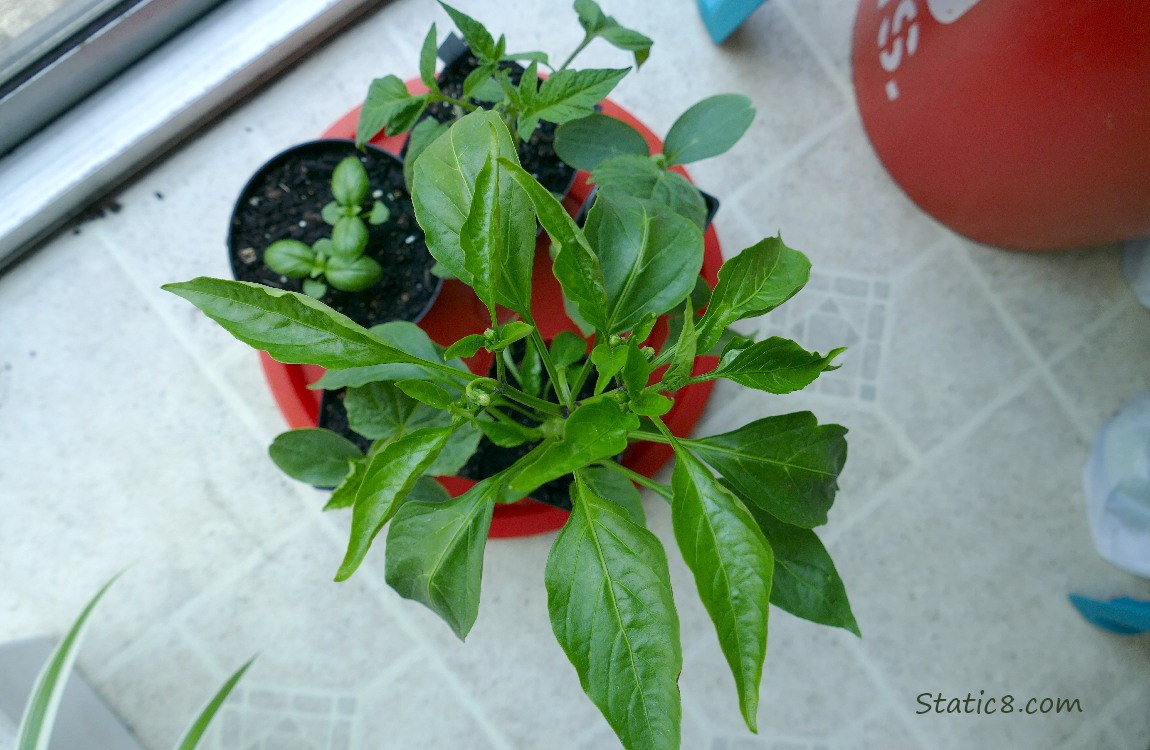 Veggie starts in pots on the floor