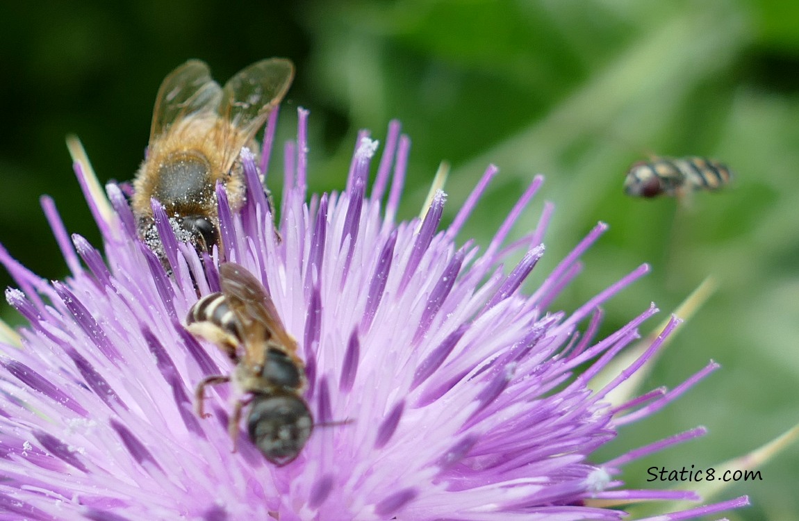 Honey Bee and native bee on a thistle bloom with another bee flying in the backgorund!