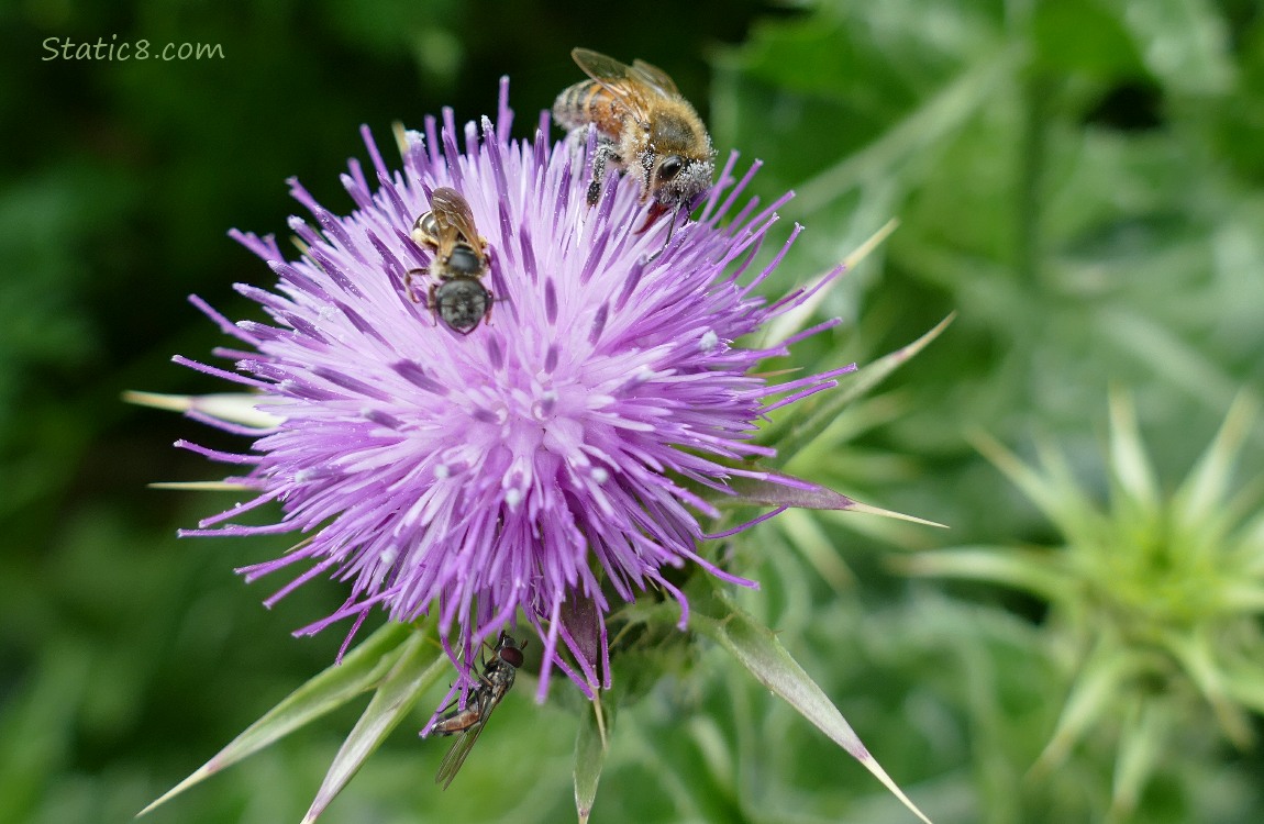 Honey Bee and two different native bees all on the same thistle bloom