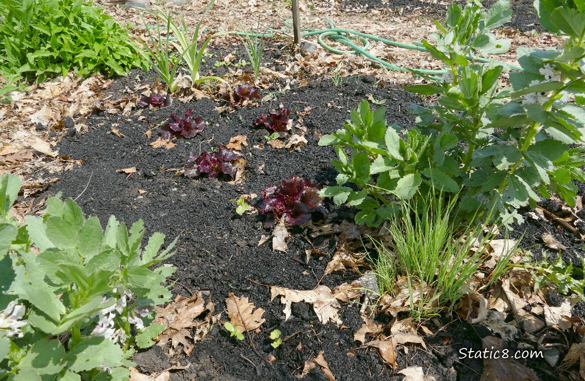 Garden plot