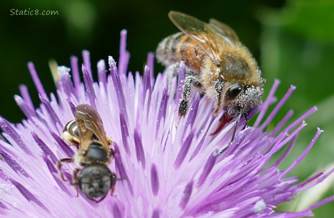 Native bee and Honey Bee on a thistle blossom
