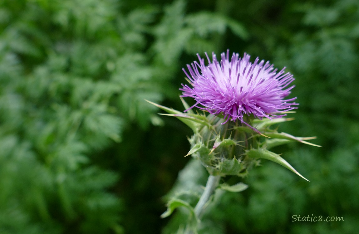 Purple bloom of a Thistle plant