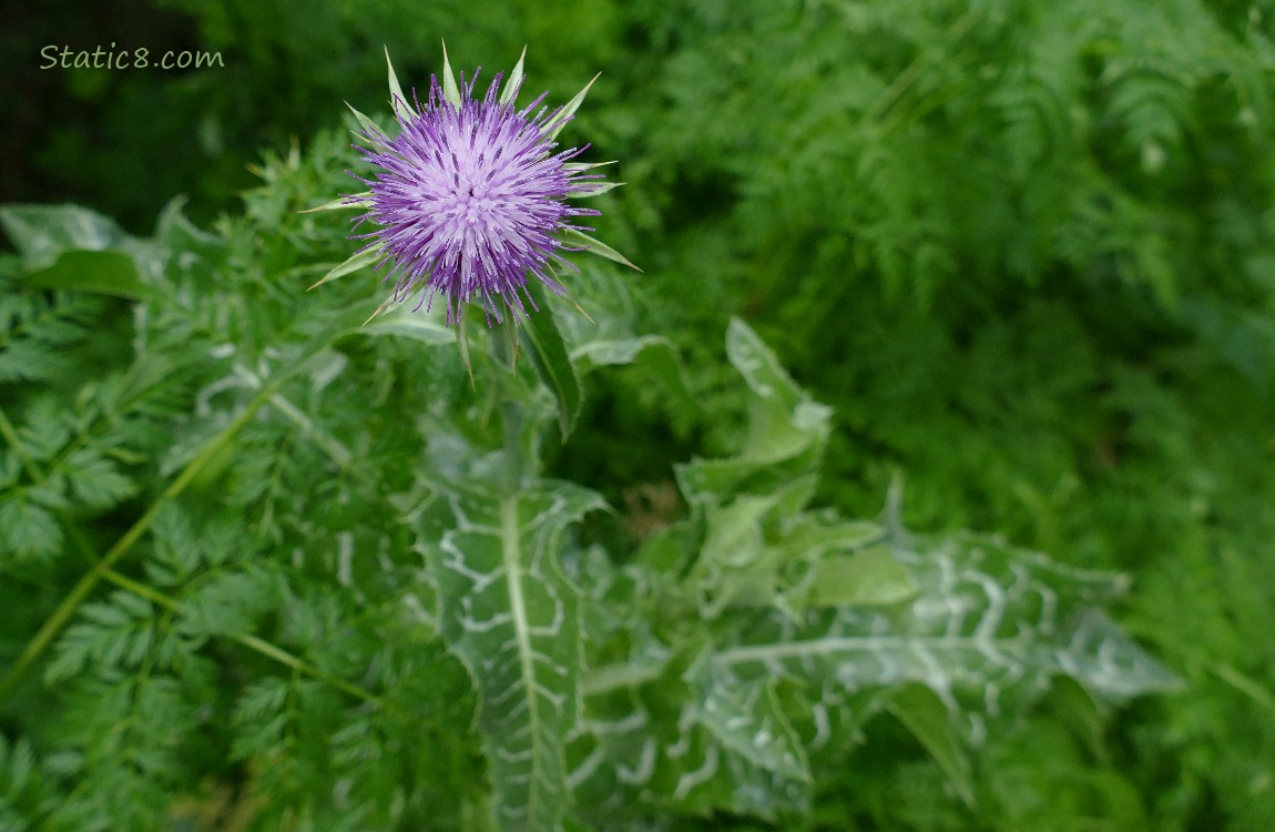 Purple bloom and leaves of a Thistle plant