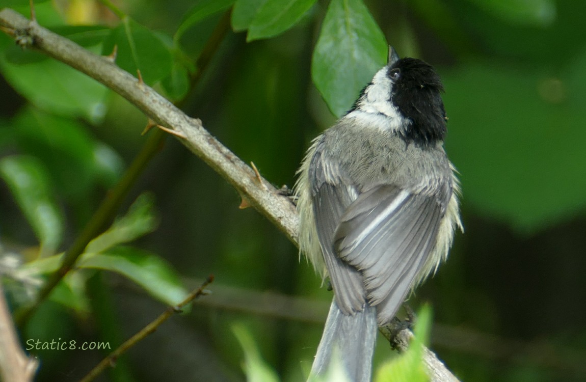 Chickadee on a twig looking up