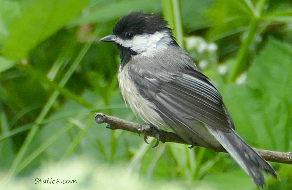 Chickadee standing on a twig