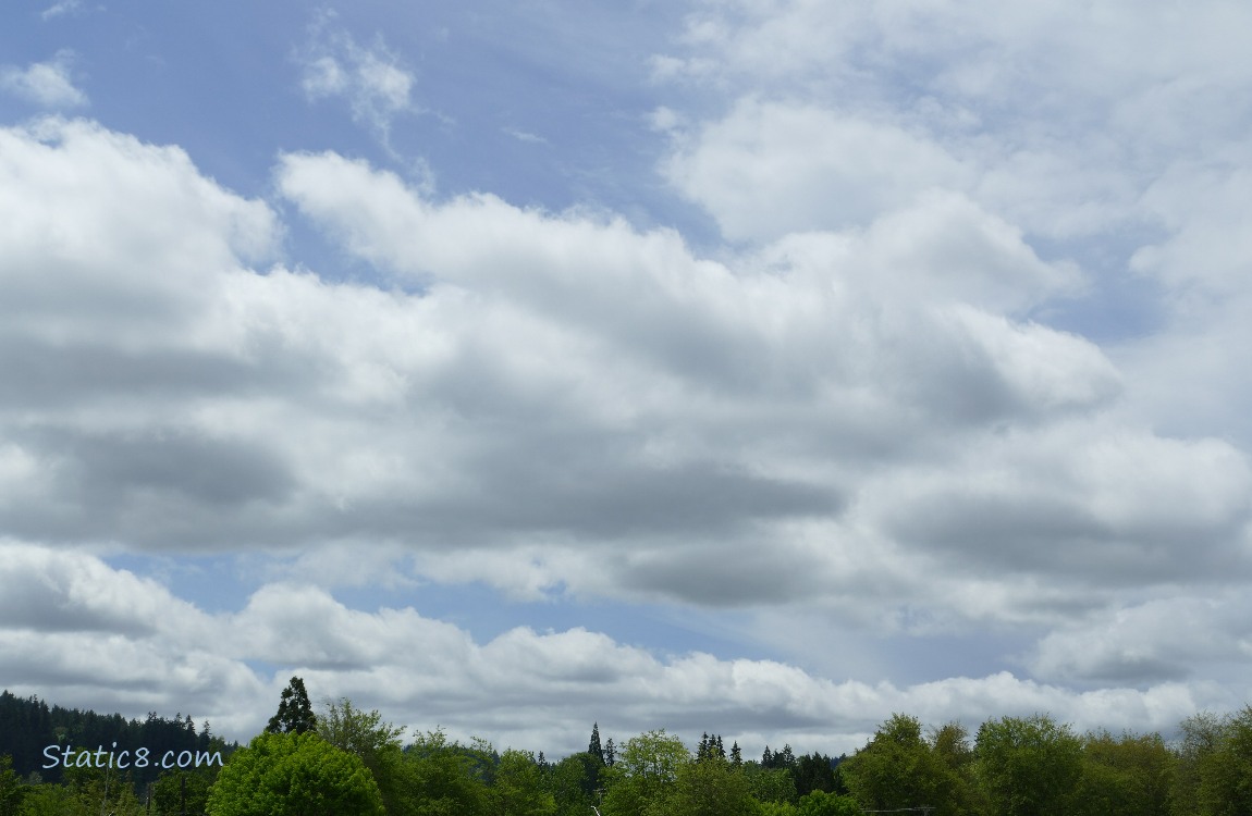 Puffy white clouds with blue sky over the trees