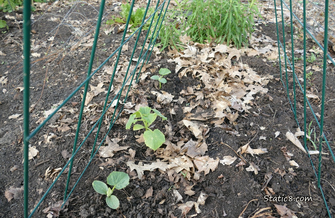 Cucumber seedlings under a green wire trellis