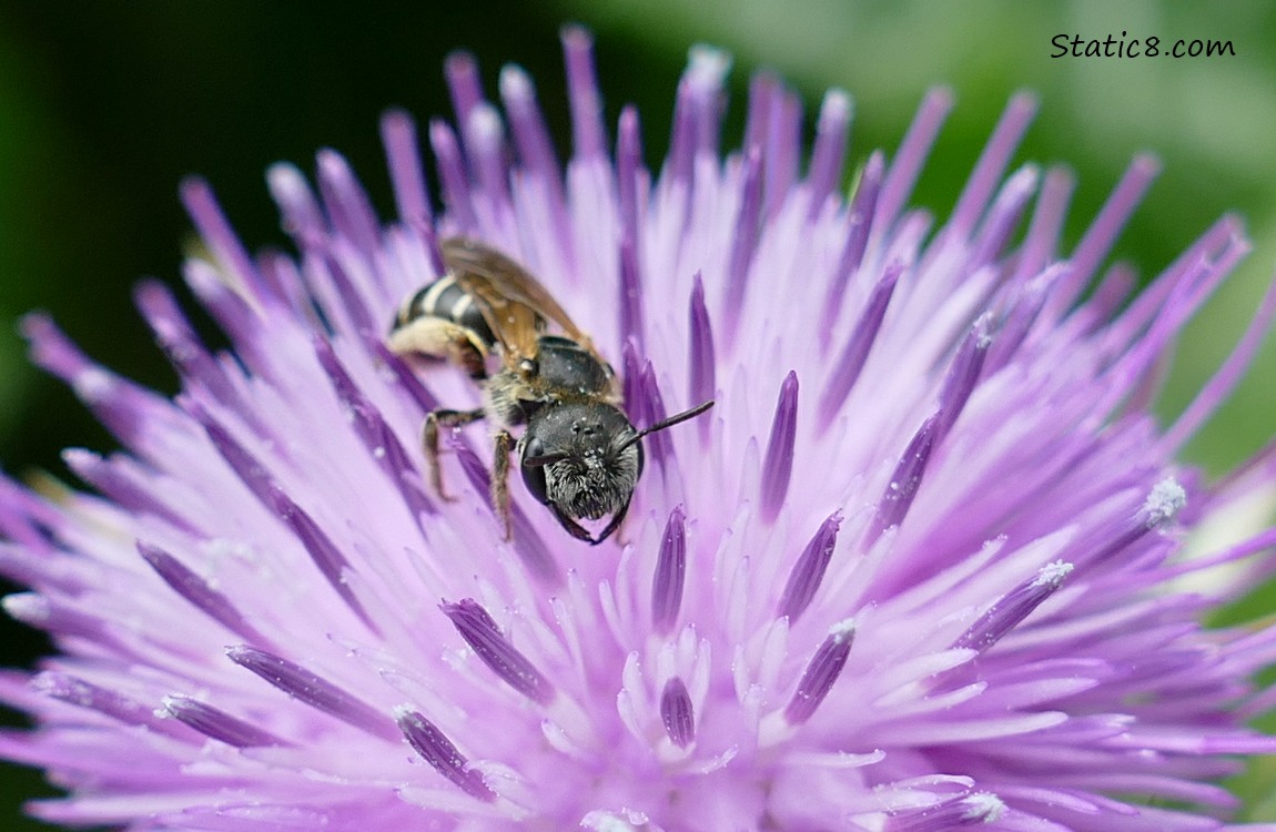 Native bee on a purple thistle bloom