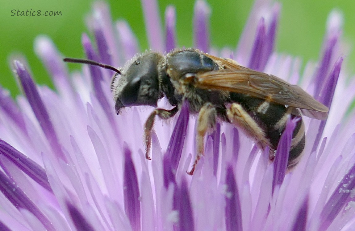 Native bee on a purple thistle bloom